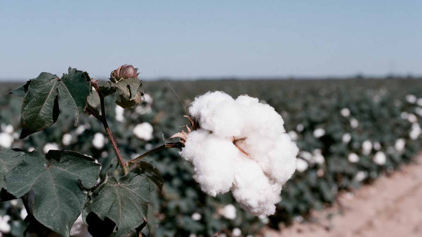 Recycled cotton: fashion needs better materials, not less desire