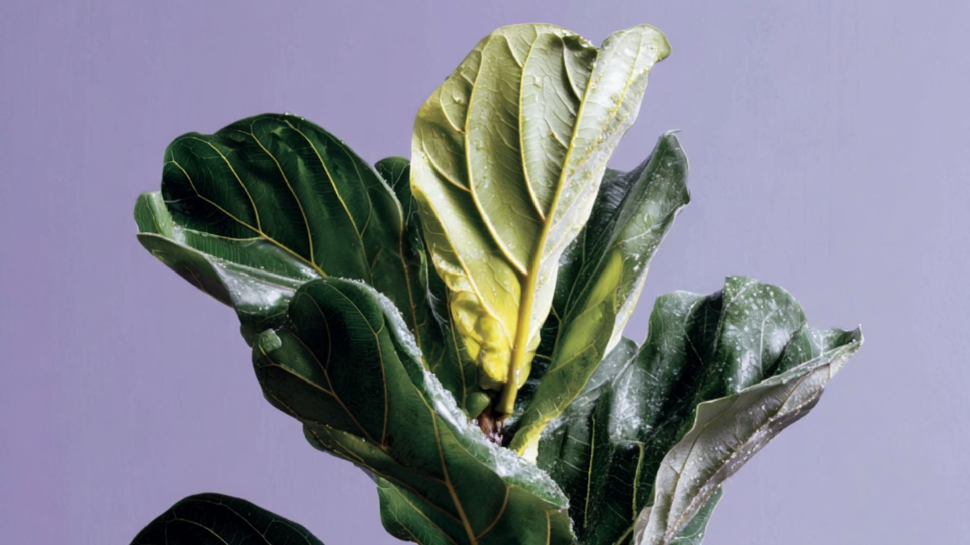 Can We Grow Our Clothes Like Crops? The Rise of "Plant-Based" Synthetics